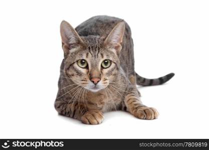 Savannah cat. Savannah cat in front of a white background