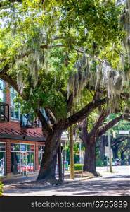 Savannah Georgia oak tree lined streets