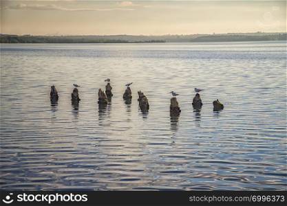 Save Download Preview Seagulls standing on wooden logs in the sea.