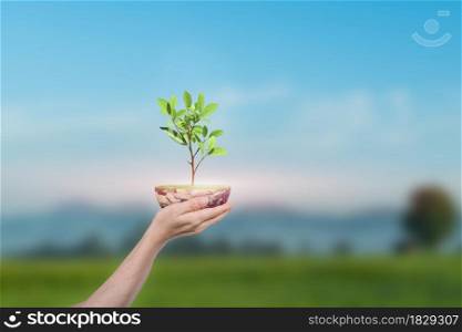 Saving Earth concept. Human hand holding Globe with a tree over green nature background. Elements of this image furnished by NASA