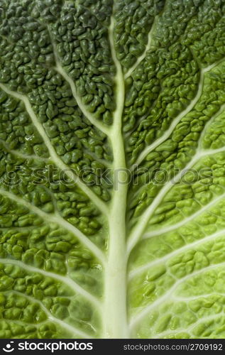 Savoy cabbage