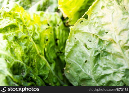Savoy cabbage leaves in garden. Healthy food for vegetarians