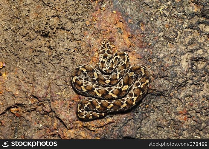 Saw Scaled Viper,Echis carinatus carinatus, Satara, Maharashtra, India. Saw Scaled Viper,Echis carinatus carinatus, Satara, Maharashtra, India.