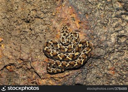 Saw Scaled Viper,Echis carinatus carinatus, Satara, Maharashtra, India. Saw Scaled Viper,Echis carinatus carinatus, Satara, Maharashtra, India.