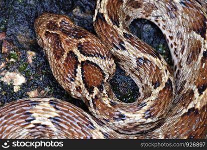 Saw Scaled Viper (Echis carinatus ), Echis carinatus is a venomous viper species found in parts of the Middle East and Central Asia, and especially the Indian subcontinent. It is the smallest of the Big Four dangerous snakes of India. Murud, Konkan, Mah