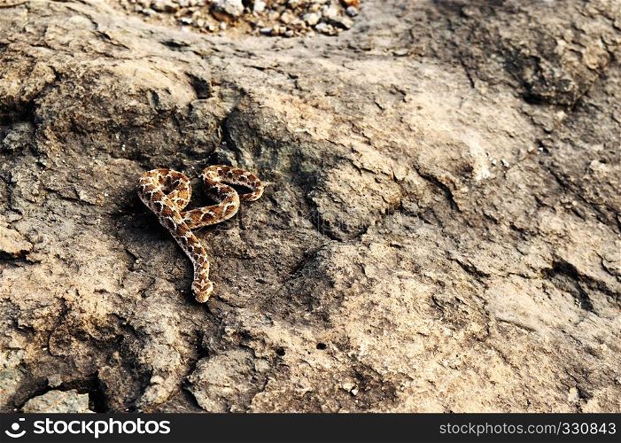 Saw scaled Viper, Echis carnitus slithering away, Satara, Maharashtra, India. Saw scaled Viper, Echis carnitus slithering away, Satara, Maharashtra, India.