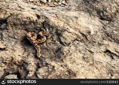 Saw scaled Viper, Echis carnitus slithering away, Satara, Maharashtra, India. Saw scaled Viper, Echis carnitus slithering away, Satara, Maharashtra, India.