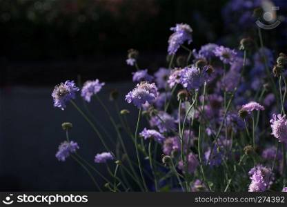 Scabiosa columbaria ’ butterfly blue ’, purple bloom on dark background. Scabiosa columbaria ’ butterfly blue ’, blossom on dark background