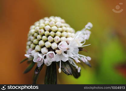 Scabiosa siamensis Craib ascends the limestone mountains on Doi Luang, Chiang Dao, Thailand.