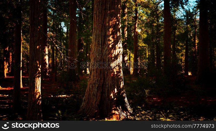 Scale of the giant sequoias of Sequoia National Park