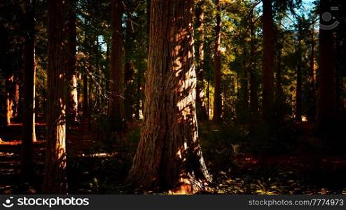 Scale of the giant sequoias of Sequoia National Park