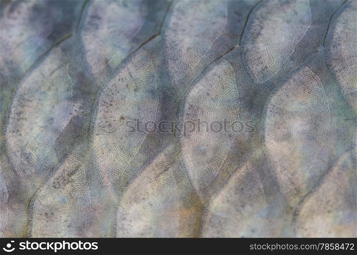 Scales of fresh water fish close up
