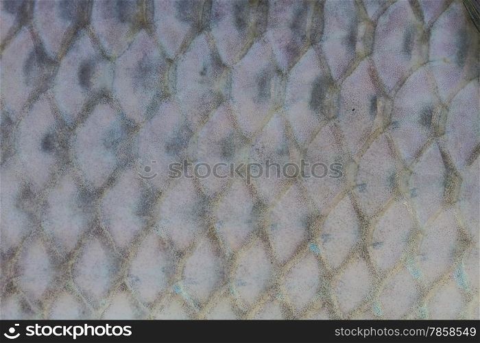 Scales of fresh water fish close up