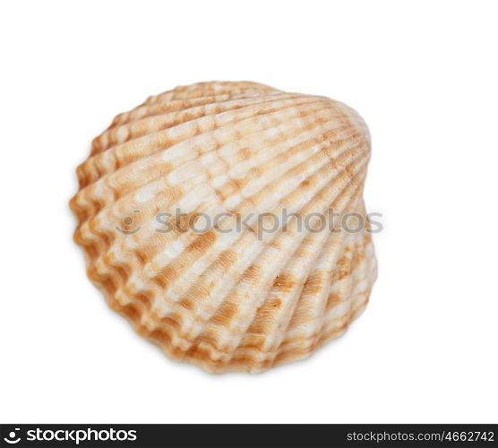 Scallop shell isolated on white background