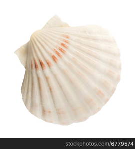 Scallop shell white isolated studio shot