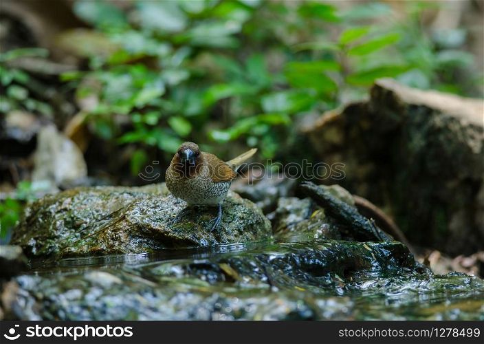 Scaly-breasted Munia (Lonchura punctulata) in nature, Thailand
