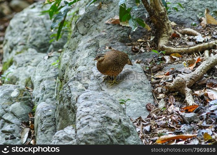 Scaly-breasted Partridge(Arborophila chloropus) in the forest, or Green-legged Partridge