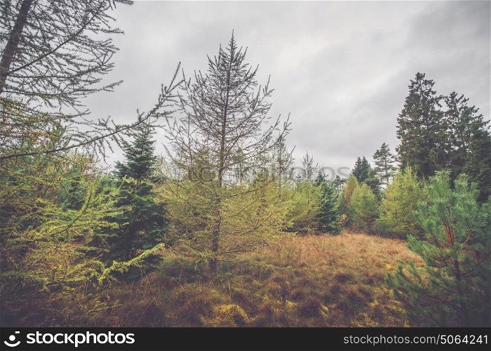 Scandinavian forest in autumn with pine trees in cloudy weather