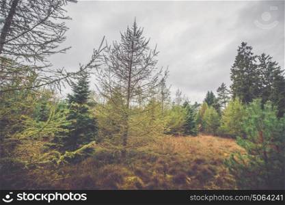 Scandinavian forest in autumn with pine trees in cloudy weather