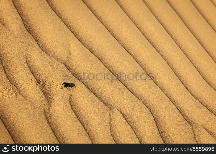 Scarab (Scarabaeus) beetle on desert sand dune