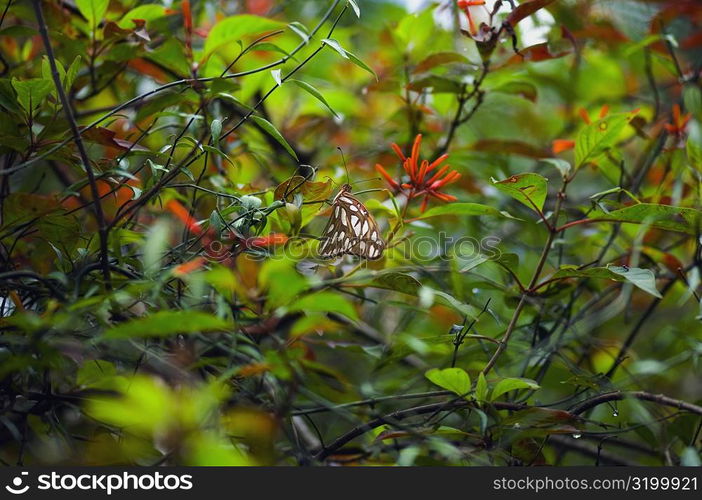 Scarce Bamboo Page (Philaethria Dido) butterfly on a branch