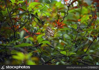 Scarce Bamboo Page (Philaethria Dido) butterfly on a branch