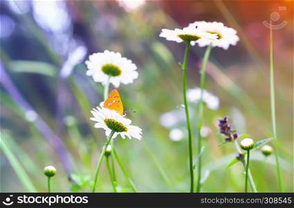 Scarce copper - Lycaena virgaureae - yellow butterfly on a daisy at sunny day. Selective focus on the flower with insect.. Orange Butterfly On a Daisy