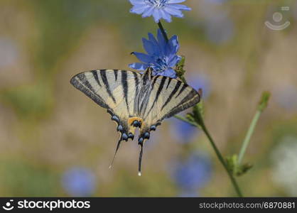 Scarce swallowtail butterfly feeding on a blue chicory flower