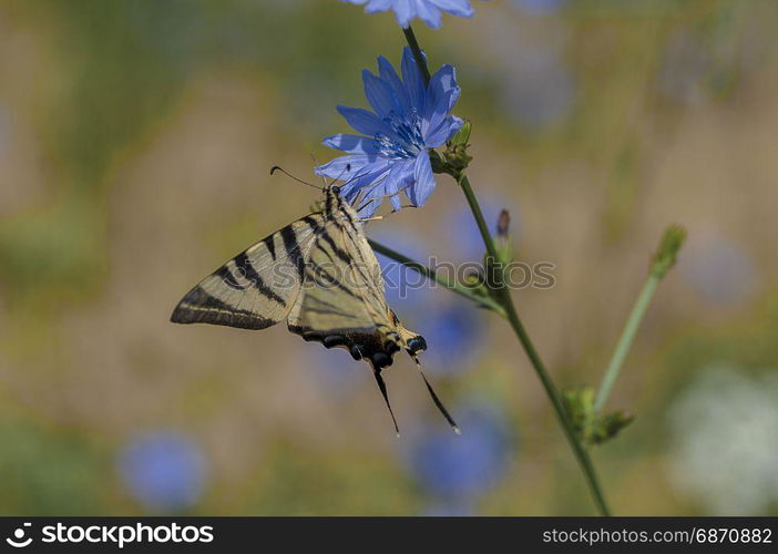 Scarce swallowtail butterfly feeding on a blue chicory flower