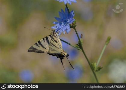 Scarce swallowtail butterfly feeding on a blue chicory flower