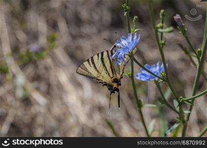 Scarce swallowtail butterfly feeding on a blue chicory flower