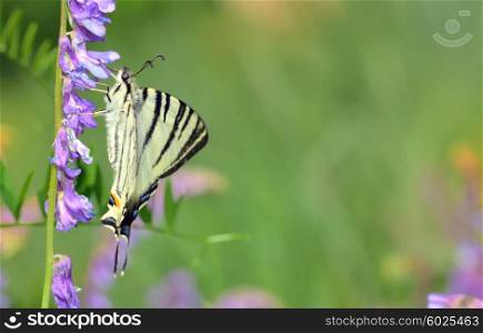 Scarce swallowtail (Iphiclides podalirius) on flower