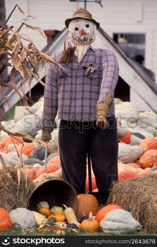 Scarecrow among pumpkins decorative gourds