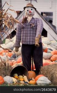 Scarecrow among pumpkins decorative gourds
