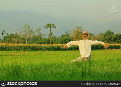 Scarecrow in rice field