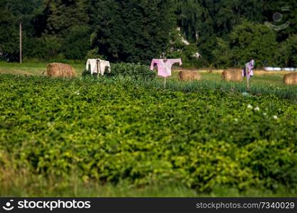 Scarecrows in vegetable garden on summer time, Latvia. Scarecrow is an object made to resemble a human figure, set up to scare birds away from a field where crops are growing.  