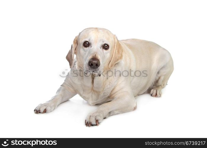 scared labrador dog. scared labrador dog in front of a white background