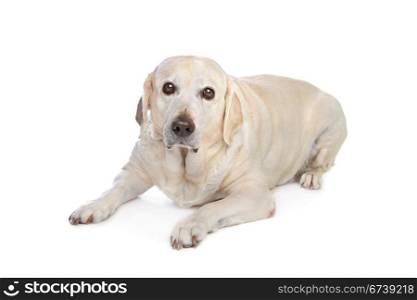 scared labrador dog. scared labrador dog in front of a white background