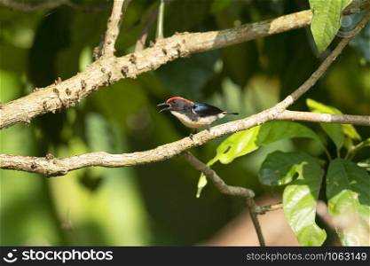 Scarlet-backed flowerpecker, Dicaeum cruentatum, Maguri, Beel, Assam, India