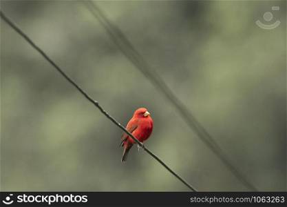 Scarlet Finch Male, Carpodacus sipahi, Mishmi Hills, Arunachal Pradesh, India