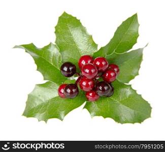 Scarlet holly berries with spiky green leaves isolated on white background