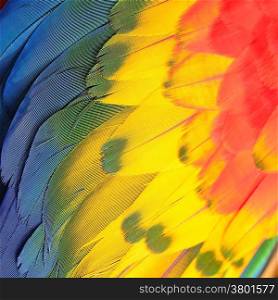 Scarlet Macaw feathers, colorful background texture