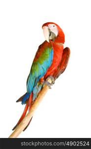 scarlet macaw or Ara macao