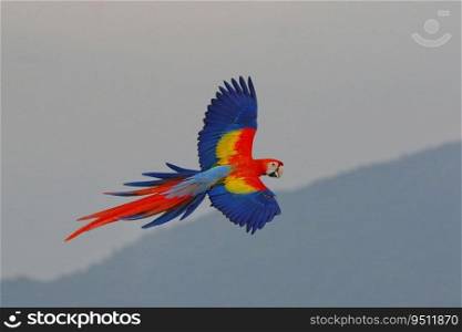 Scarlet macaw parrot flying over the mountain.