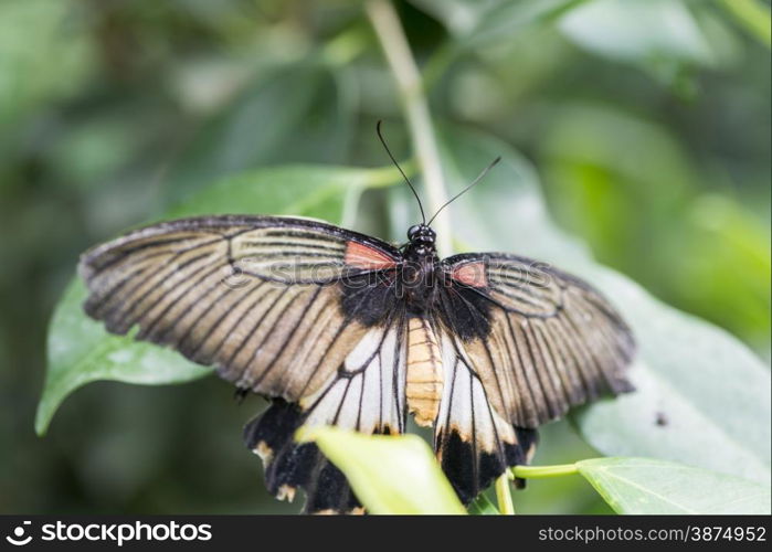 Scarlet Mormon, Papilio rumanzovia, perched on the wall