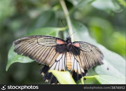 Scarlet Mormon, Papilio rumanzovia, perched on the wall