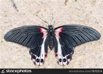 Scarlet Mormon, Papilio rumanzovia, perched on the wall