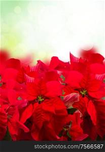 scarlet poinsettia flower or christmas star isolated in green garden . scarlet poinsettia flower or christmas star