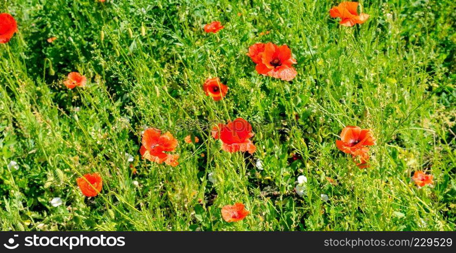 Scarlet poppies against the background of green grass. Focus on the flower. Shallow depth of field. Wide photo.