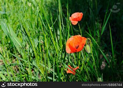 Scarlet poppies against the background of green grass. Focus on the flower. Shallow depth of field